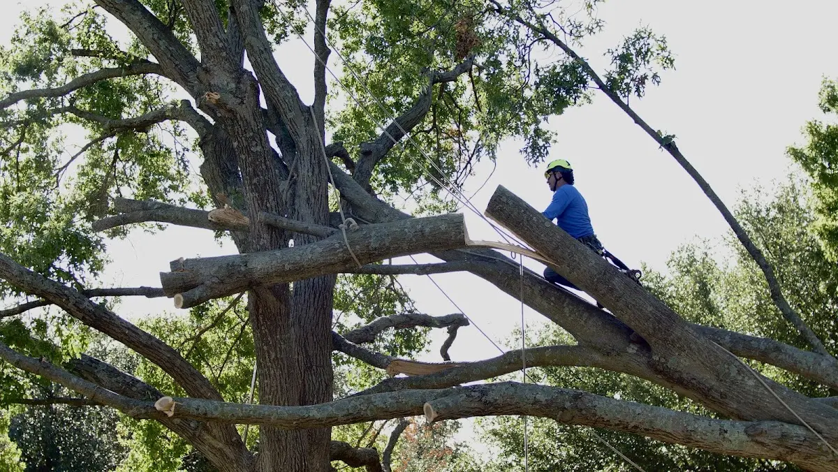 Professional Hazardous Tree Removal performed by certified arborists in Roseboro